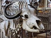 galerie de paleontologie et de anatomie comparee 12-2015 8195